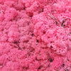 Reindeer Moss (Icelandic Moss) Fuchsia