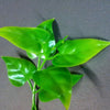 Jungle Plant #10