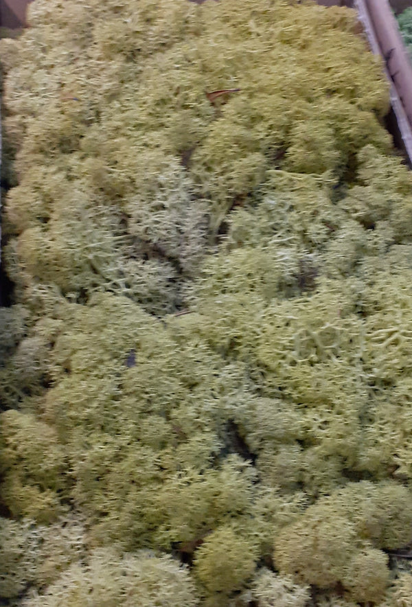 Reindeer Moss (Icelandic Moss) Kiwi