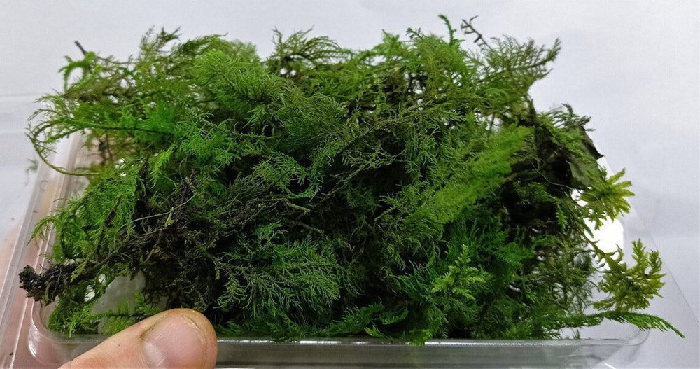 Preserved and coloured micro fern nano fern Ideal for Fir trees 1/35 1/48 ect