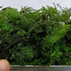 Preserved and coloured micro fern nano fern Ideal for Fir trees 1/35 1/48 ect