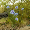 Model Scene Kornblume / Cornflower 1:35 scale diorama accessory