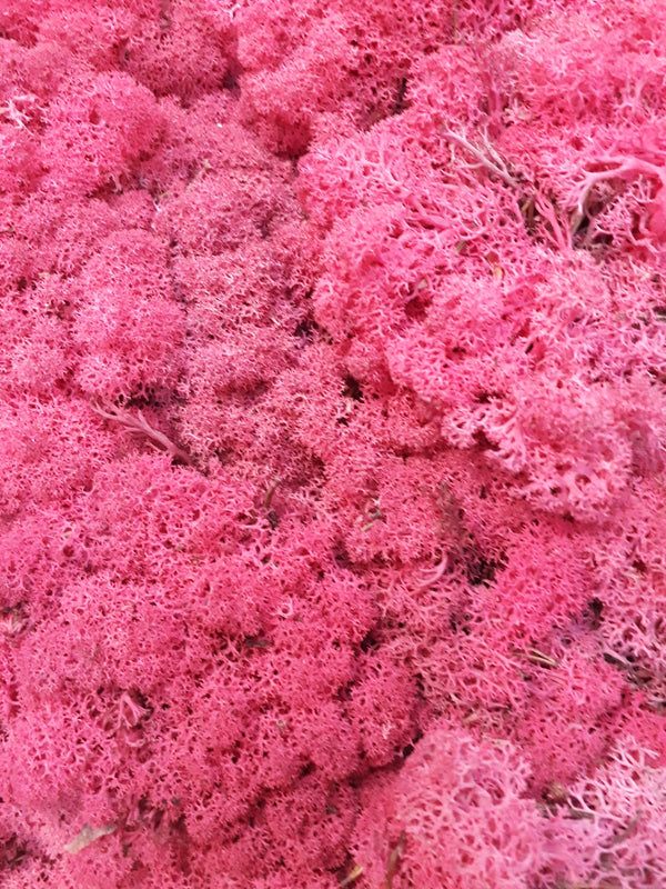 Reindeer Moss (Icelandic Moss) Erica 'PINK'