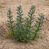 Model Scene - 1/35 scale Viper's Bugloss - laser cut product from coloured paper