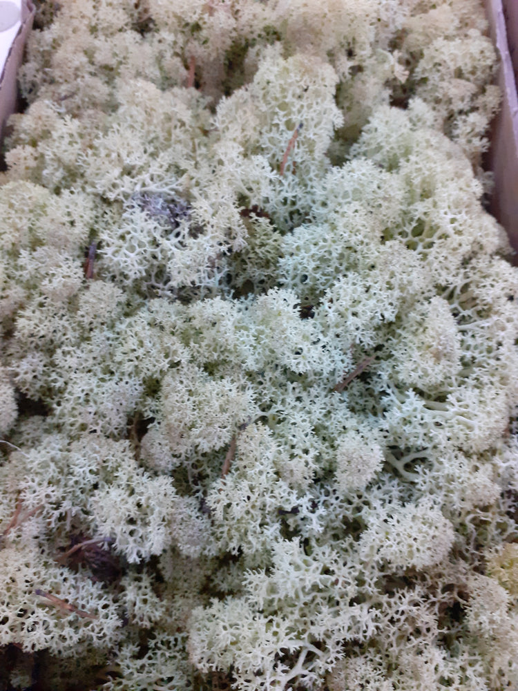 Reindeer Moss (Icelandic Moss) Burgundy