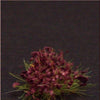 1/35 Scale Greenline Flowers Violet 40 Pieces