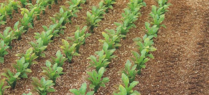 1:35 scale SUGAR BEET PLANTS