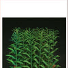 1/35 Scale Greenline Maize plants set 42 Pieces