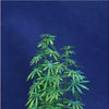 1/35 Scale Greenline Hemp Plants Cannabis Plants