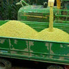 1/35 Scale Bag of Maize 25g