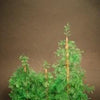 1/48 scale pine trees set