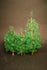 1/48 scale pine trees set