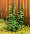 Model Scene - LOW VEGETATION 1:32 / 1:35 Nettle 1:35