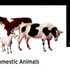 Masterbox 1:35 Scale Domestic Animals