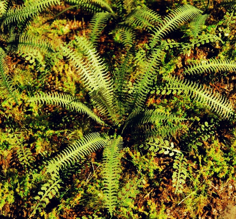 Model Scene - LOW VEGETATION 1:32 / 1:35 Tropical Fern (1:35 / 1:48)