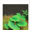 1/35 Scale Greenline Butterbur Paper Plant set