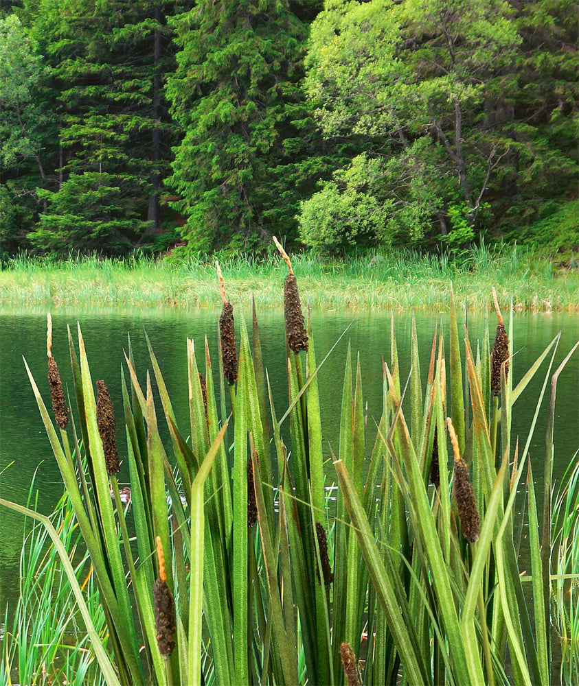 Model Scene - LOW VEGETATION 1:32 / 1:35 Bulrush