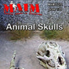 1/35 Scale Resin kit Animal Skulls Zombie Wars -