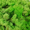 Lichen Diorama pack – 5 colours Green moss pack