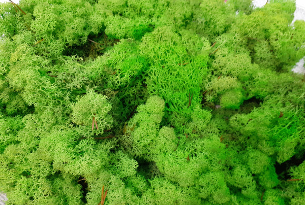 Lichen Diorama pack – 5 colours Green moss pack