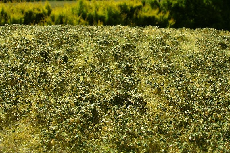 Model Scene - GRASS MATS PREMIUM (18x28cm) Low bushes - Late summer