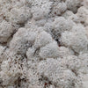 Lichen Diorama pack – 3 colours