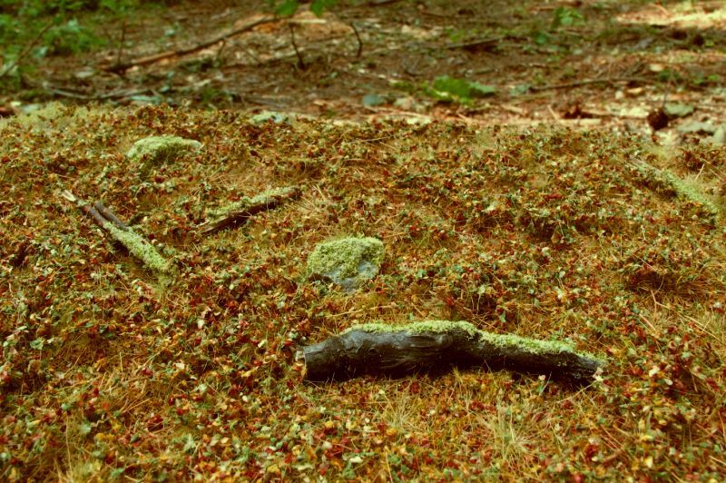 Model Scene - FOREST BASE (18x28cm) Forest base - late summer