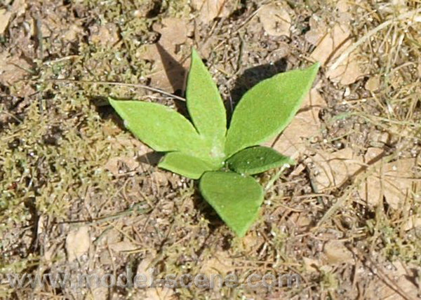 Model Scene - LOW VEGETATION 1:32 / 1:35 Low weed - type II.