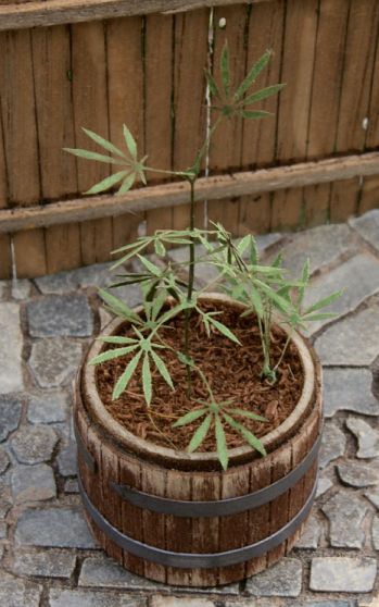 Model Scene - LOW VEGETATION 1:32 / 1:35 Cannabis