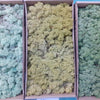 Lichen Diorama pack – 3 colours