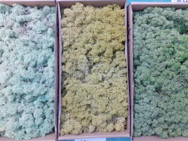 Lichen Diorama pack – 3 colours