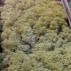 Lichen Diorama pack – 5 colours Green moss pack