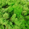 Lichen Moss Model Foliage Railway Wargame Scenery Trees Bushes Diorama Basing