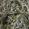 Tillandsia Moss (Forest Moss) X 200g Moss Green Bag