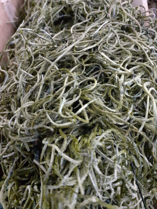 Tillandsia Moss (Forest Moss) X 200g Moss Green Bag