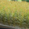1/35 Scale maize (corn) plant Pack of 50