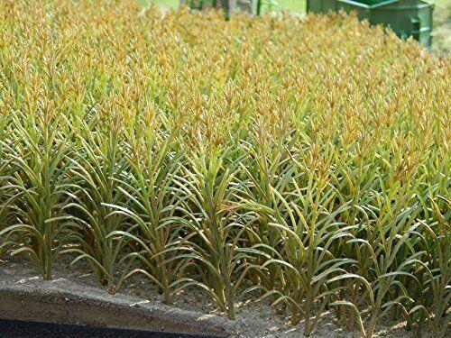 1/35 Scale maize (corn) plant Pack of 50