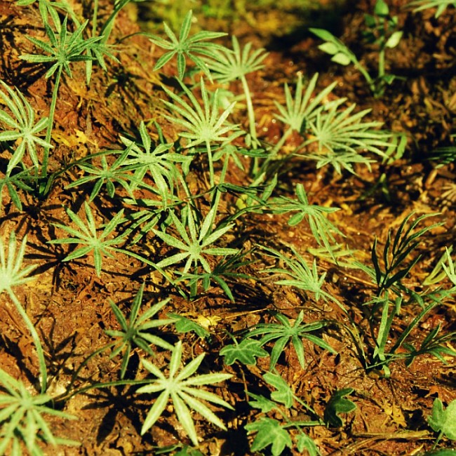 Model Scene - LOW VEGETATION 1:32 / 1:35 Ground Asian Palm (1:35 / 1:48)
