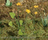 Model Scene - LOW VEGETATION 1:32 / 1:35 Marsh Marigold