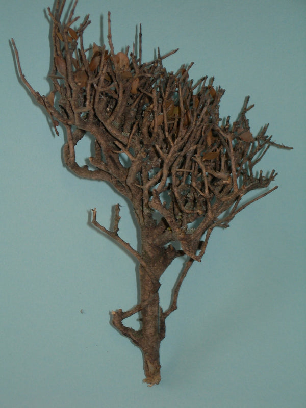 1/35 scale Dead tree (one tree per kit )