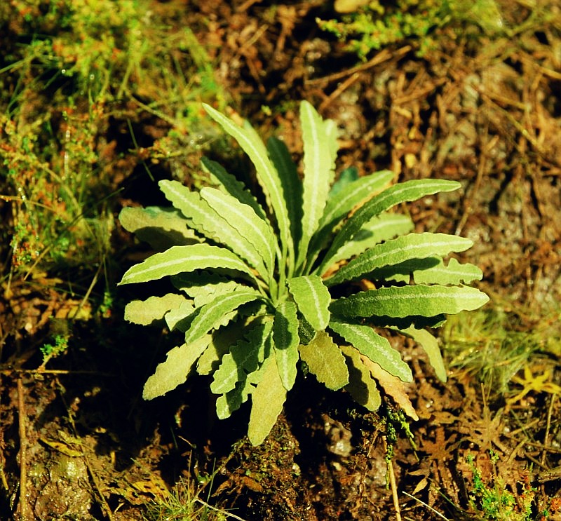Model Scene - LOW VEGETATION 1:32 / 1:35 Asian Fern (1:35 / 1:48)