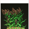 1/35 Scale Greenline Reed plants set.