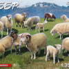 Miniart 1/35 scale SHEEP - BOX CONTAINS MODELS OF 15 SHEEPS