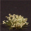 1/35 Scale Greenline Flowers White 40 Pieces