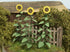 Model Scene - LOW VEGETATION 1:32 / 1:35 Sunflowers 1:35
