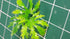 Jungle Plant #1