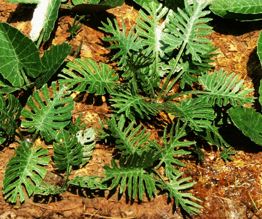 Model Scene - LOW VEGETATION 1:32 / 1:35 Jungle set 1