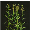1/35 Scale Greenline Corn/Maize 8pc Paper Plant set