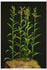 1/35 Scale Greenline Corn/Maize 8pc Paper Plant set