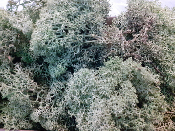 Lichen Moss Model Foliage Railway Wargame Scenery Trees Bushes Diorama Basing